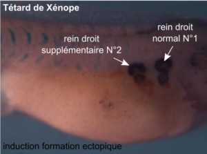 Sciences Karine francais b